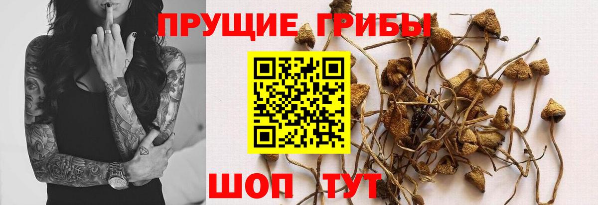 Кулебаки  Псилоцибиновые грибы Psilocybe  Вход с VPN  Псилоцибиновые грибы мухоморы 